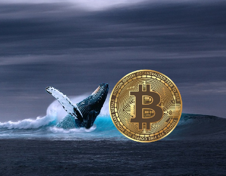 Активность китов может сигнализировать о смене тренда — что ждёт BTC?